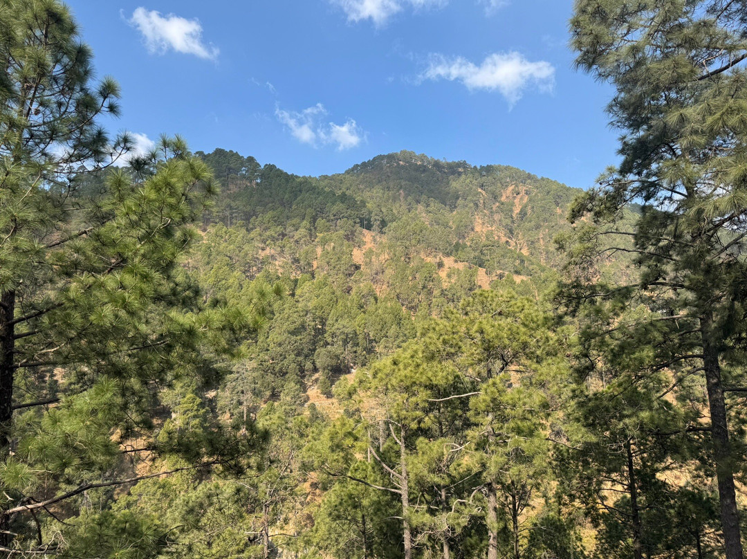 Binsar Wildlife Sanctuary景点图片