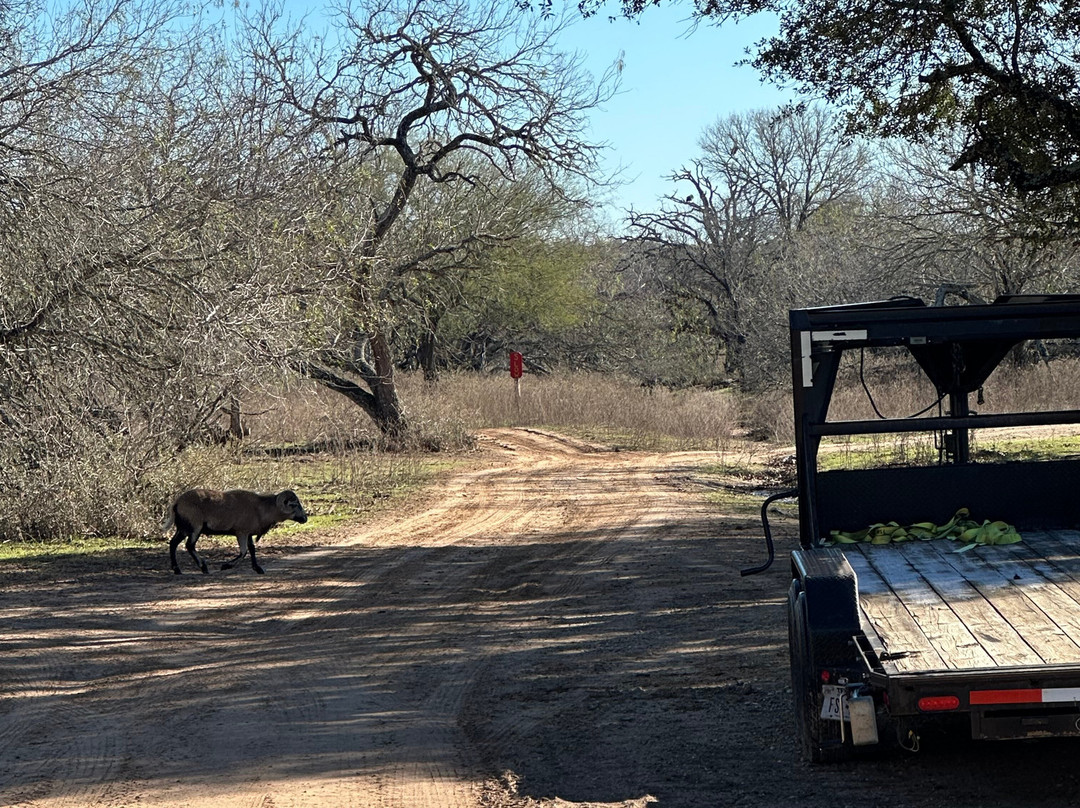 Independence Ranch Hog Hunting-Waelder必去景点
