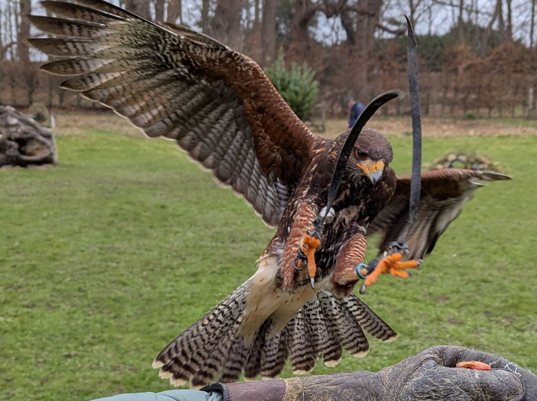 Leeds Castle Falconry Experiences-Leeds必去景点