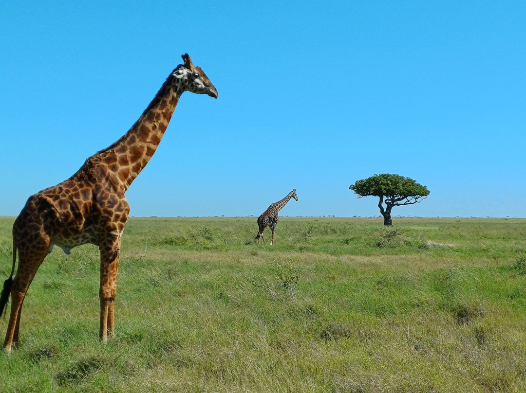 Kogatende serengeti safaris-Mugumu必去景点