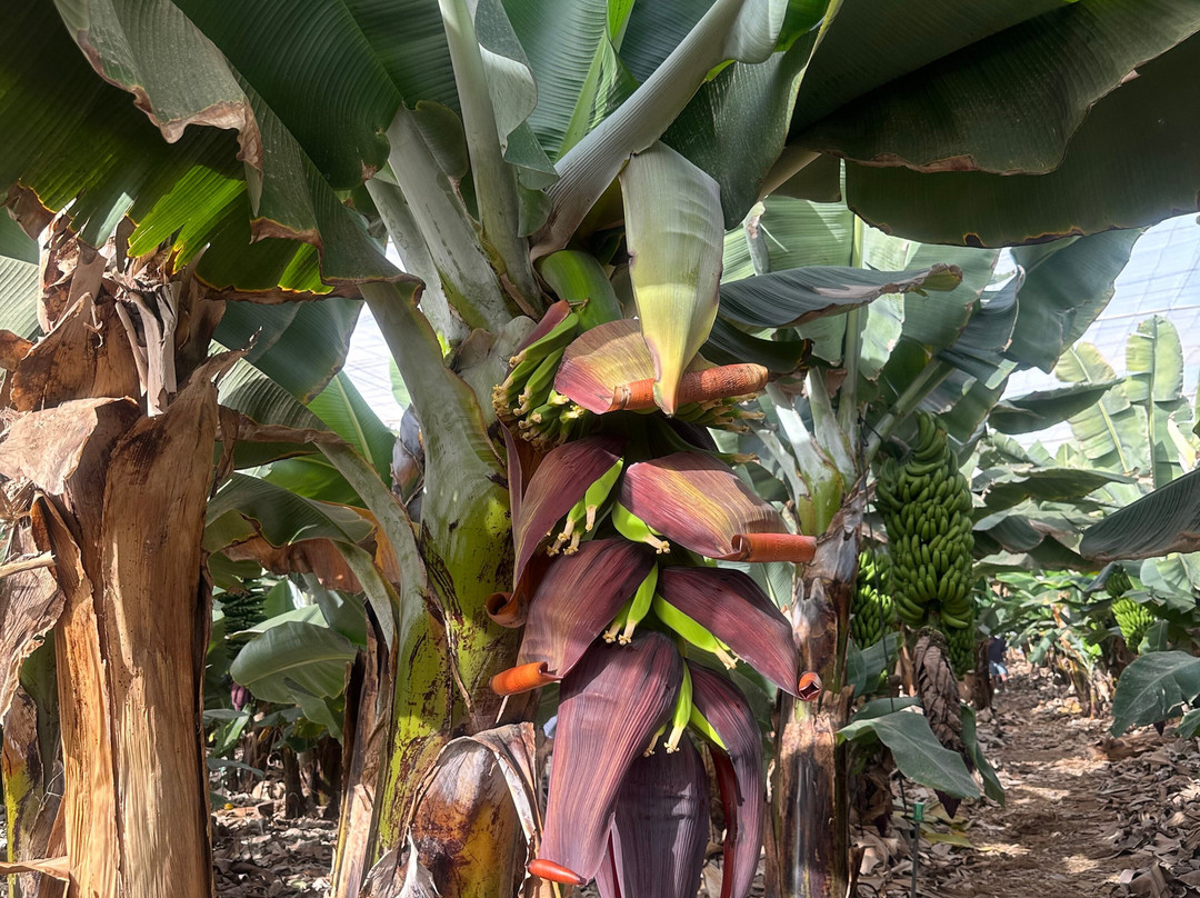 Finca Las Margaritas Banana Experience景点图片