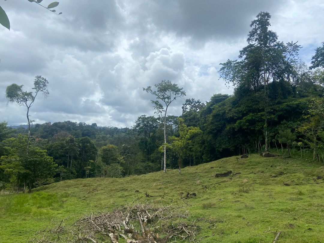 Veragua Rainforest Park景点图片