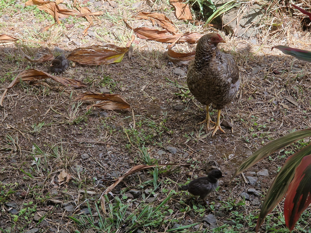 Easter Island Eco Lodge主图