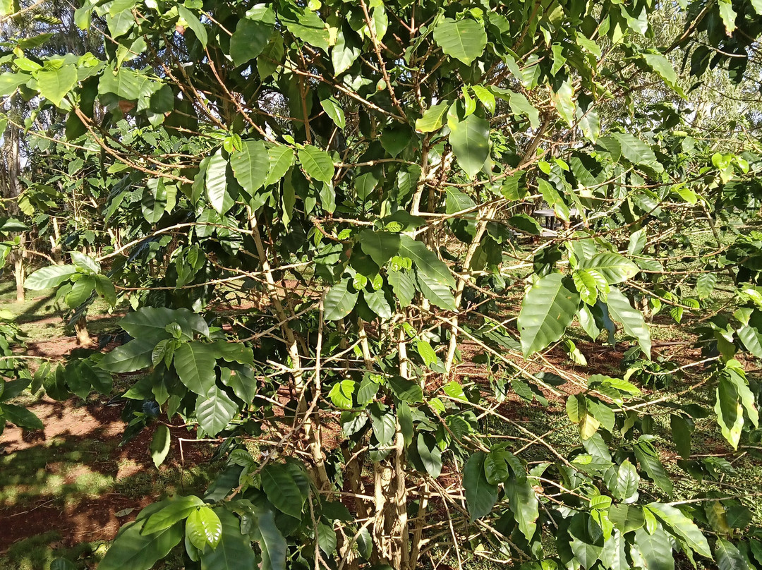 Green World Coffee Farms-瓦西瓦必去景点