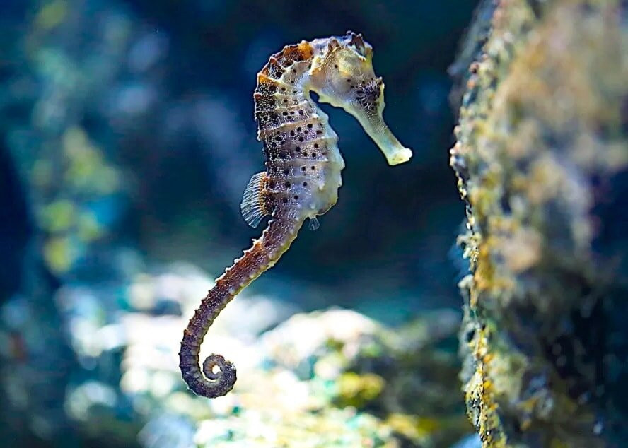 Triton Scuba Diving Centre Halkidiki-Paliouri必去景点