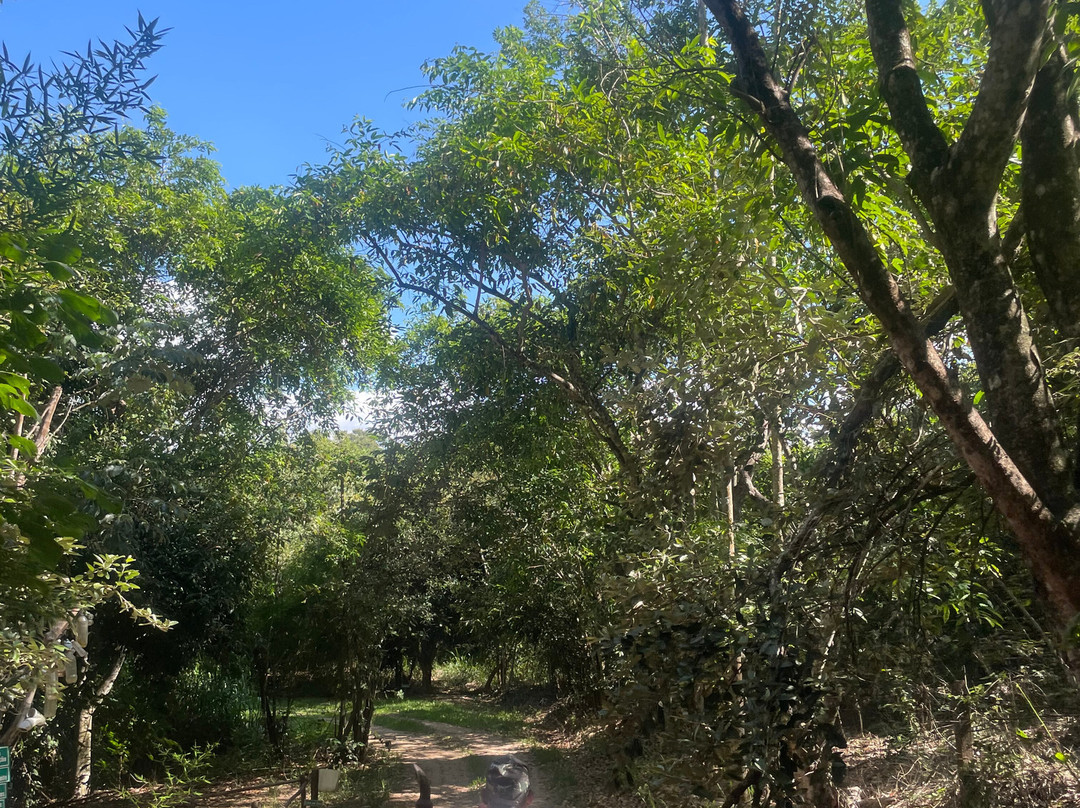 Fazenda Floresta景点图片
