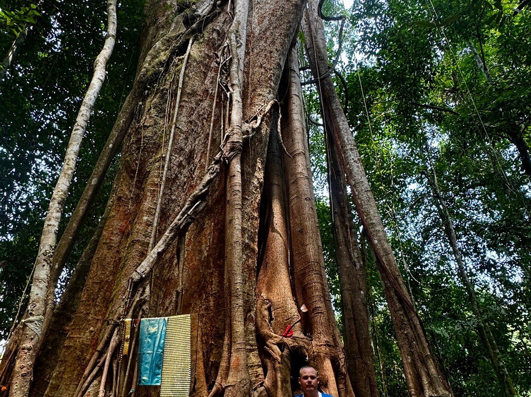 The Old Trees-阁骨岛必去景点