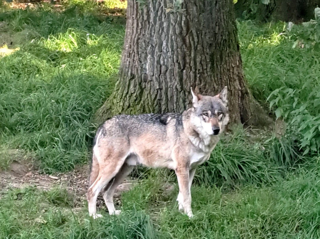 Tierpark Sababurg-Hofgeismar必去景点