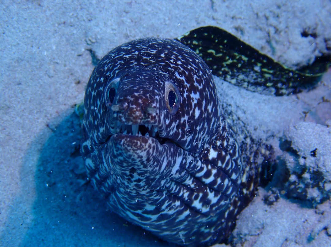 SeacretDive-Port-Louis必去景点