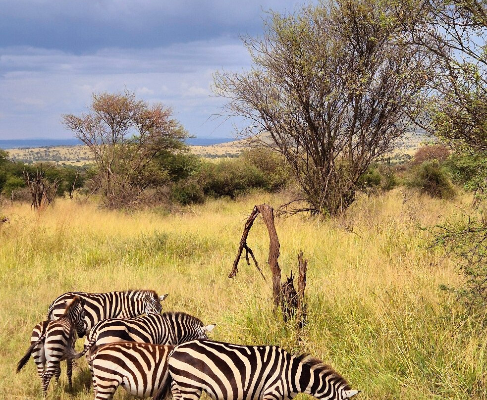 Vic Consult Tours & Safaris-姆万扎必去景点