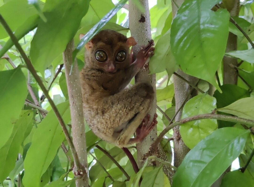 Batu Mentas-勿里洞岛必去景点