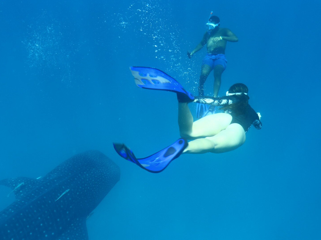 Mafia Whale Shark Tours景点图片