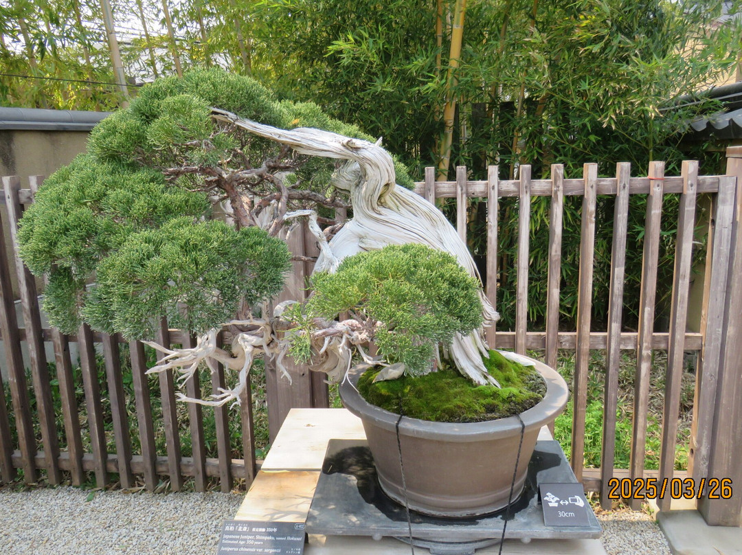 The Omiya Bonsai Art Museum Saitama-埼玉市必去景点