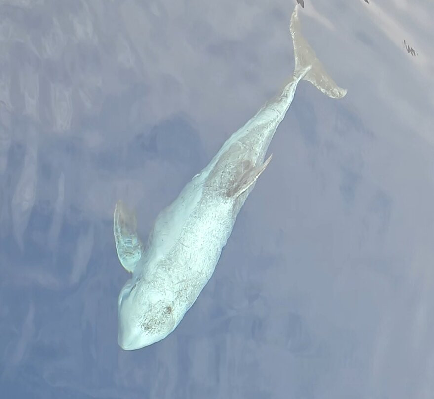 Sharm Scuba Service-沙姆沙伊赫必去景点