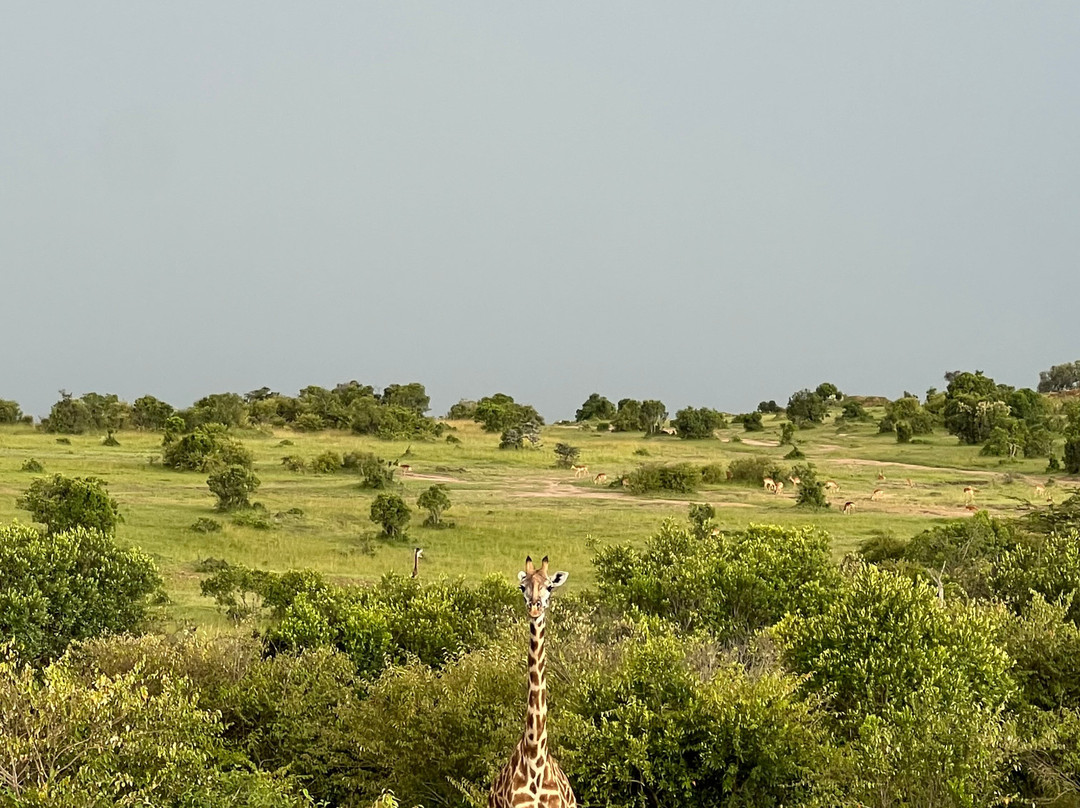 Milana Tours and Safaris-内罗毕必去景点