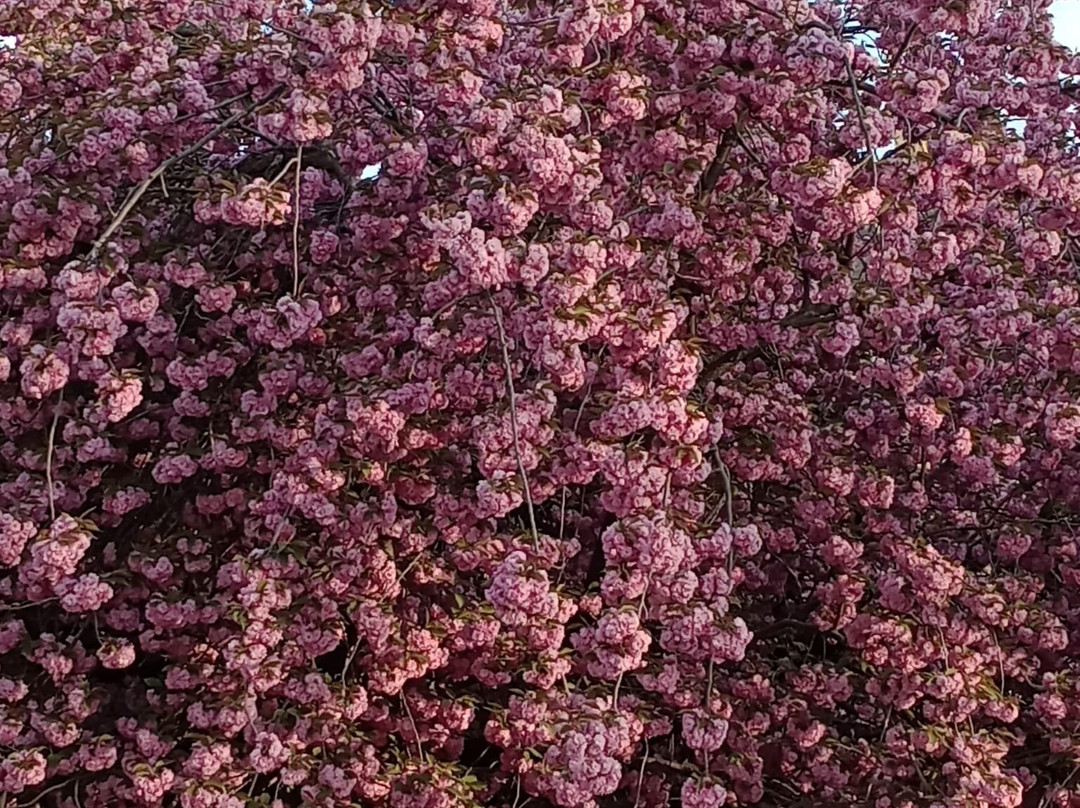 Le Jardin des Plantes-蒙托邦必去景点