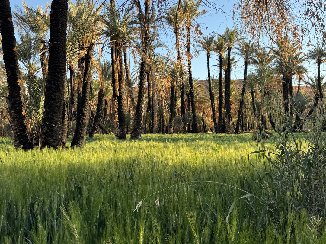 Journey Beyond Travel-Ifrane必去景点