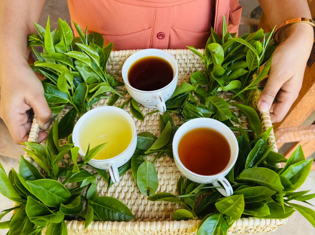 Organic Tea Queen - Ella-埃勒必去景点