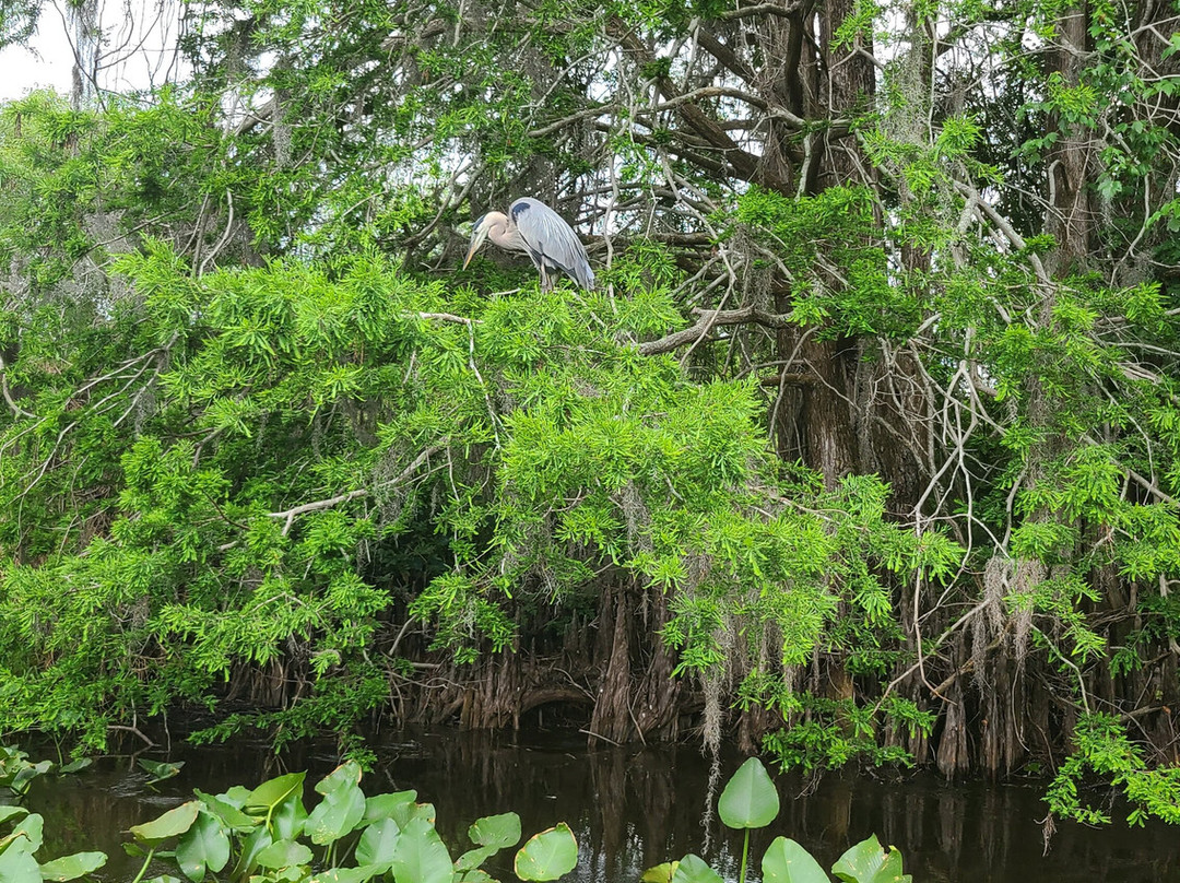 Alligator's Unlimited  Airboat Nature Tours-莱克威尔士必去景点