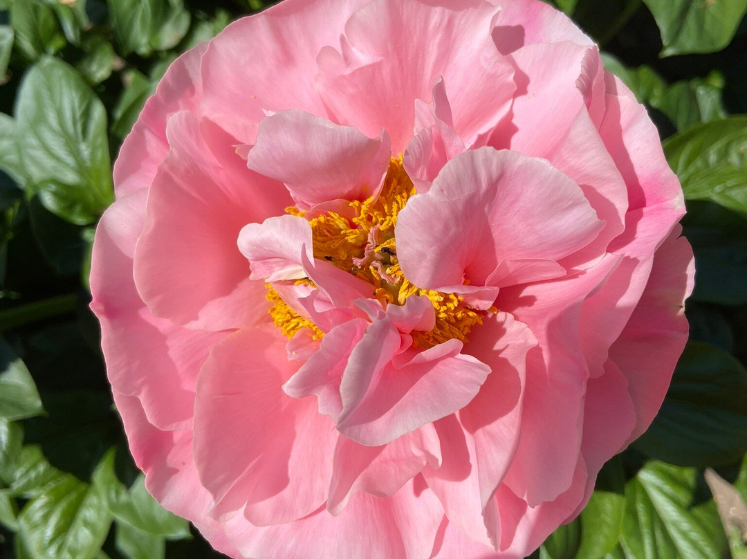 West Acre Gardens-West Acre必去景点