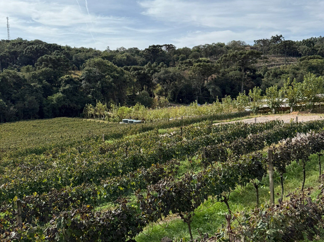 Don Laurindo-本图贡萨尔维斯必去景点