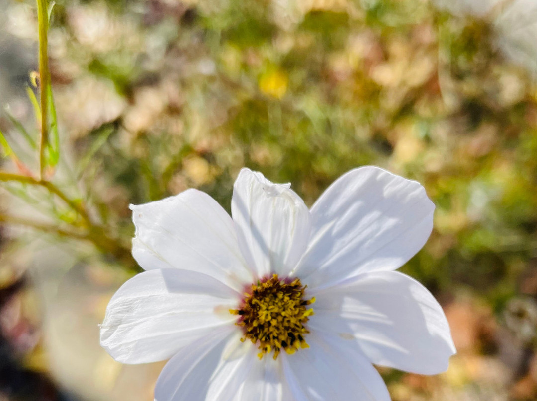 Centennial Park-Cooma必去景点