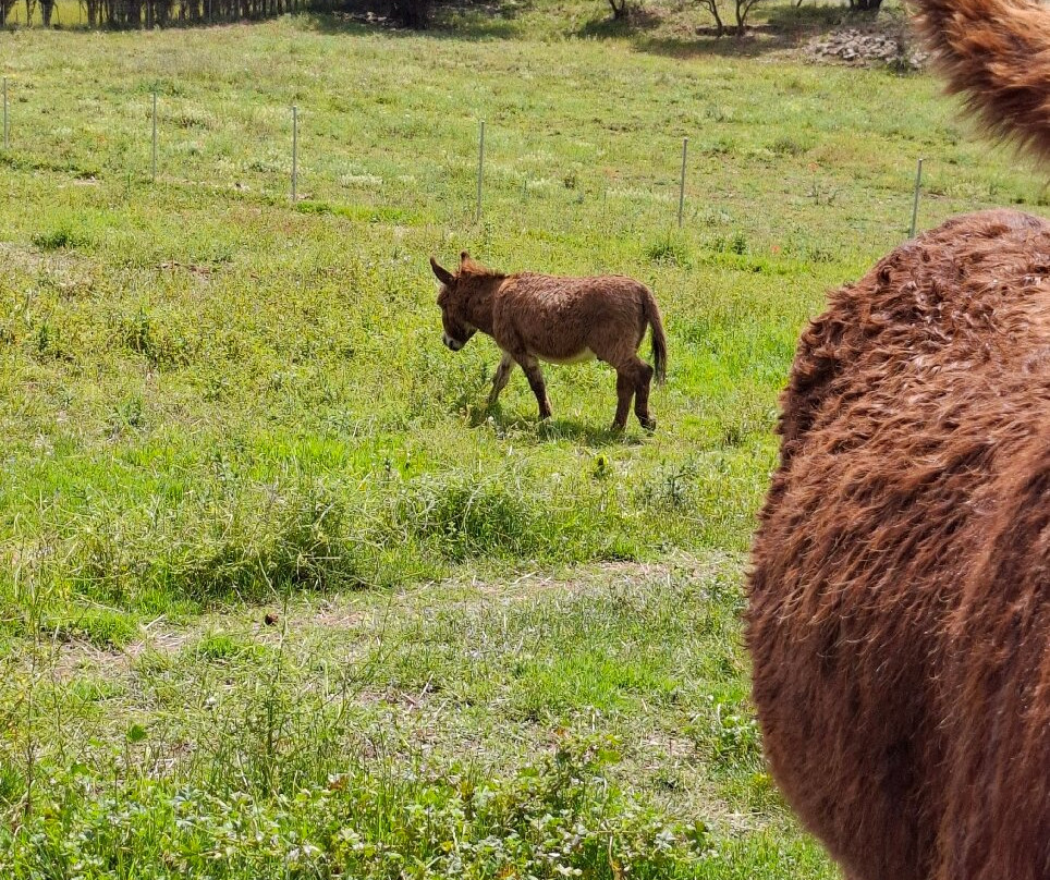 Mad Donkey Mallorca-Pollenca必去景点