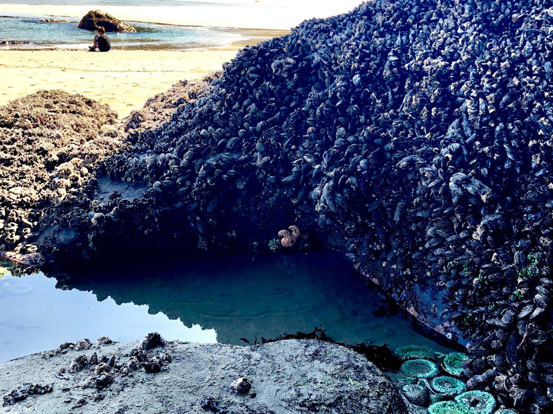 Second Beach Trail-奥林匹克国家公园必去景点