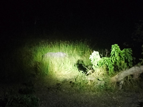 Saguni Safari Lodge主图