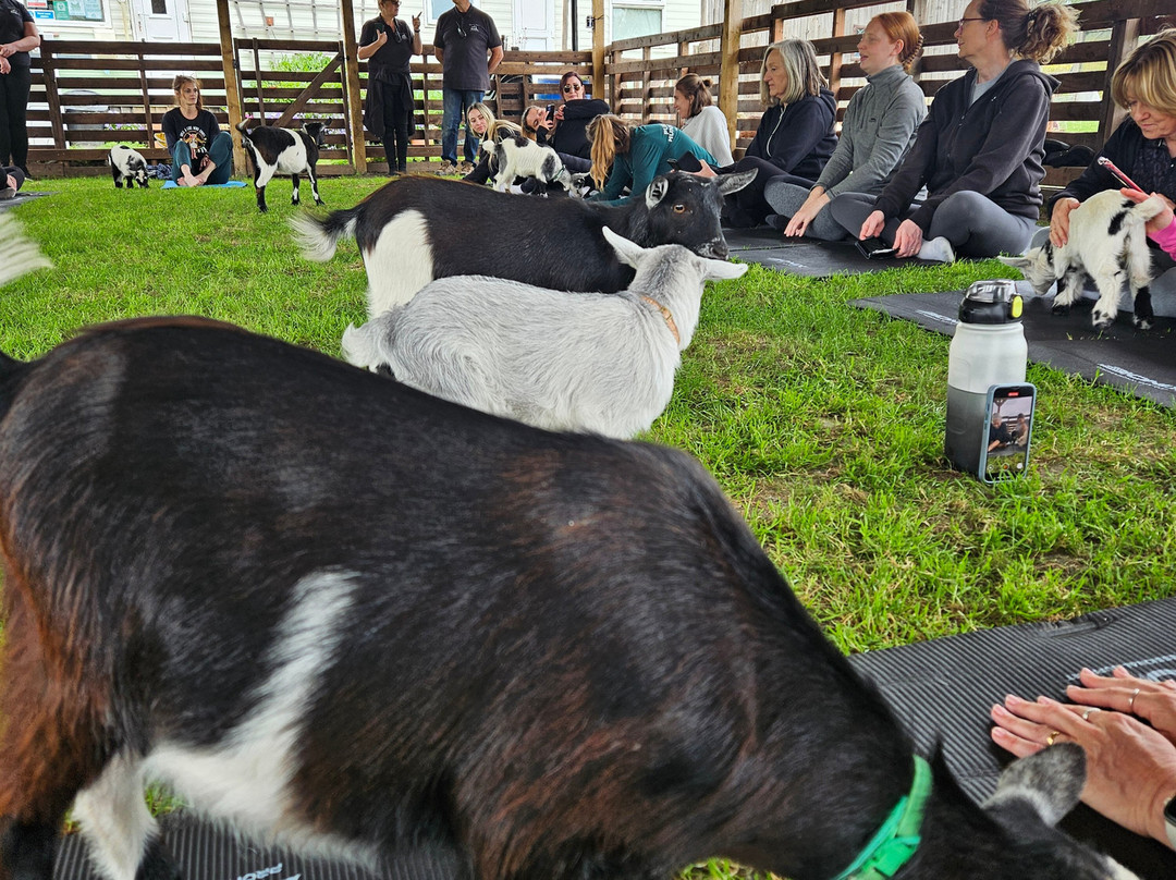 Blackwater Alpacas & Pygmy Goats景点图片