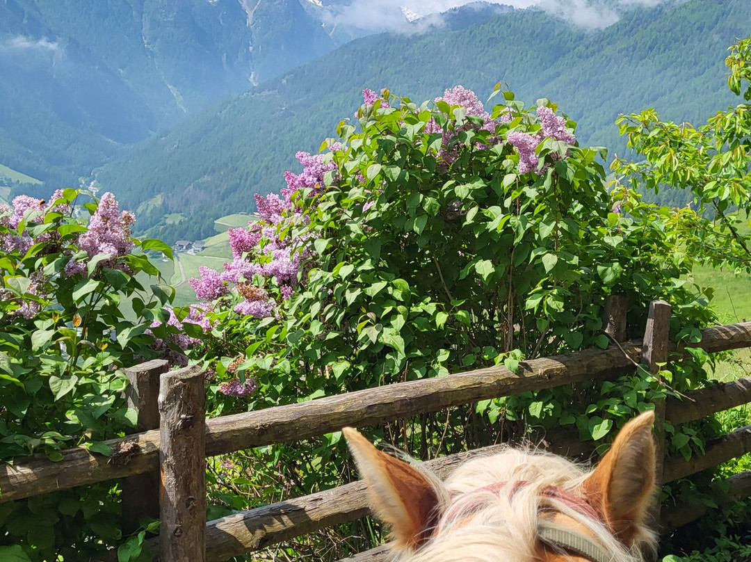 马日特勒尔霍夫酒店主图