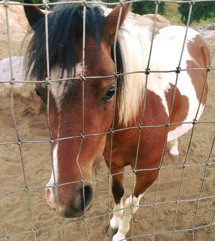 Ramona Ranch Winery景点图片
