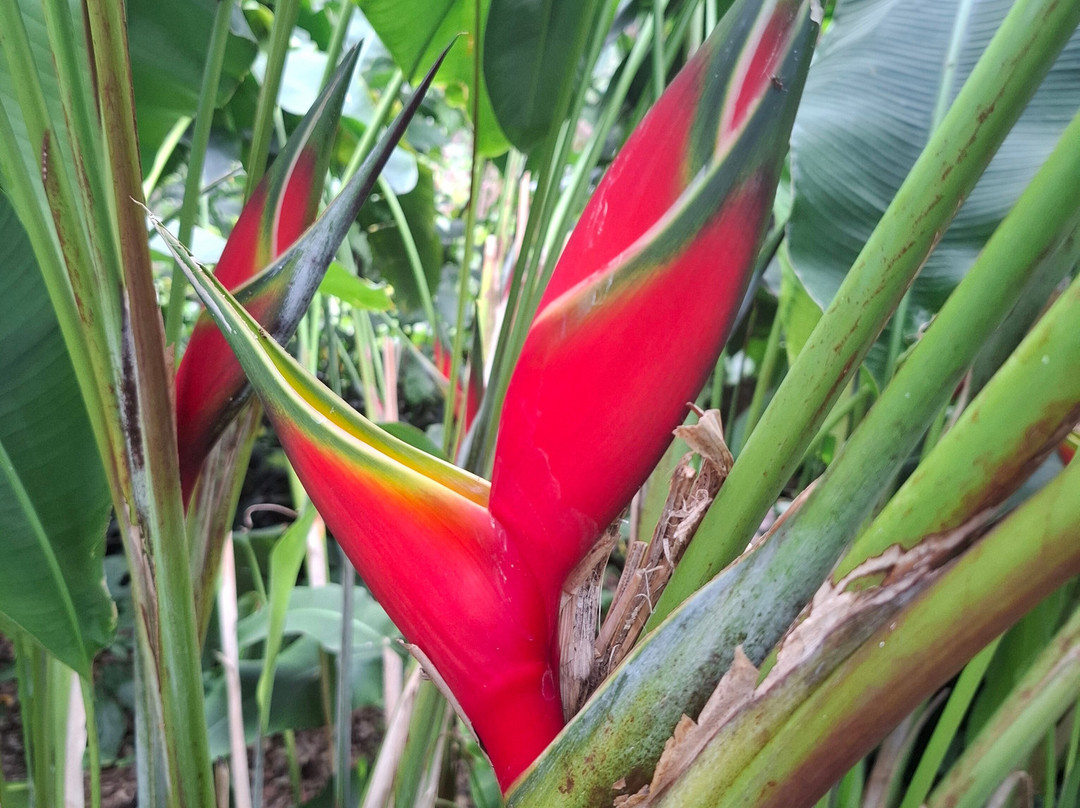 Botanischer Garten景点图片