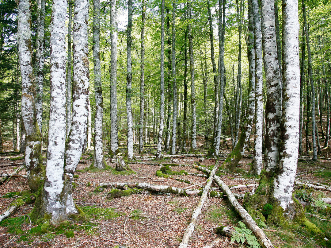 Selva de Irati-纳瓦拉必去景点