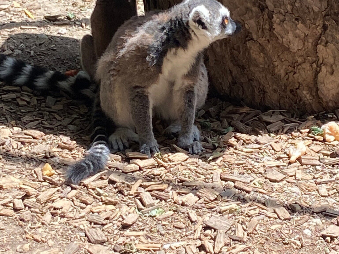 Bioparc Genève Pierre Challandes-Bellevue必去景点