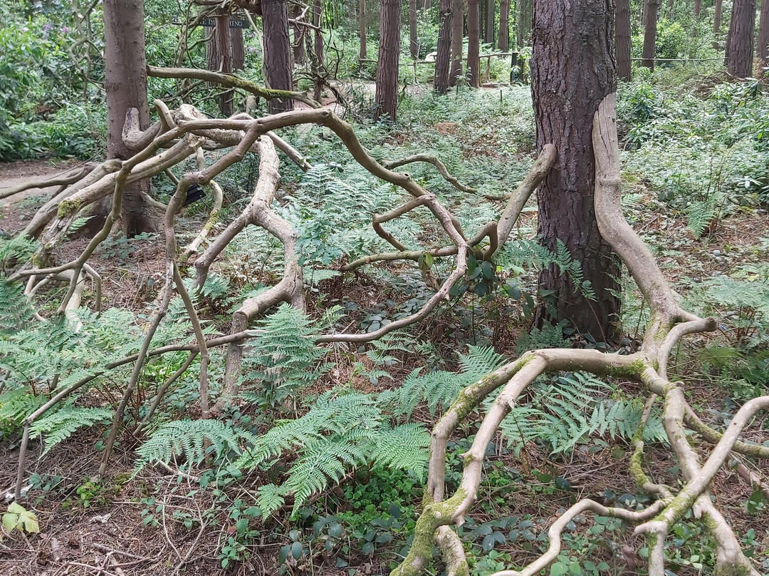 Northwood Trail – England’s Fairy Sanctuary景点图片