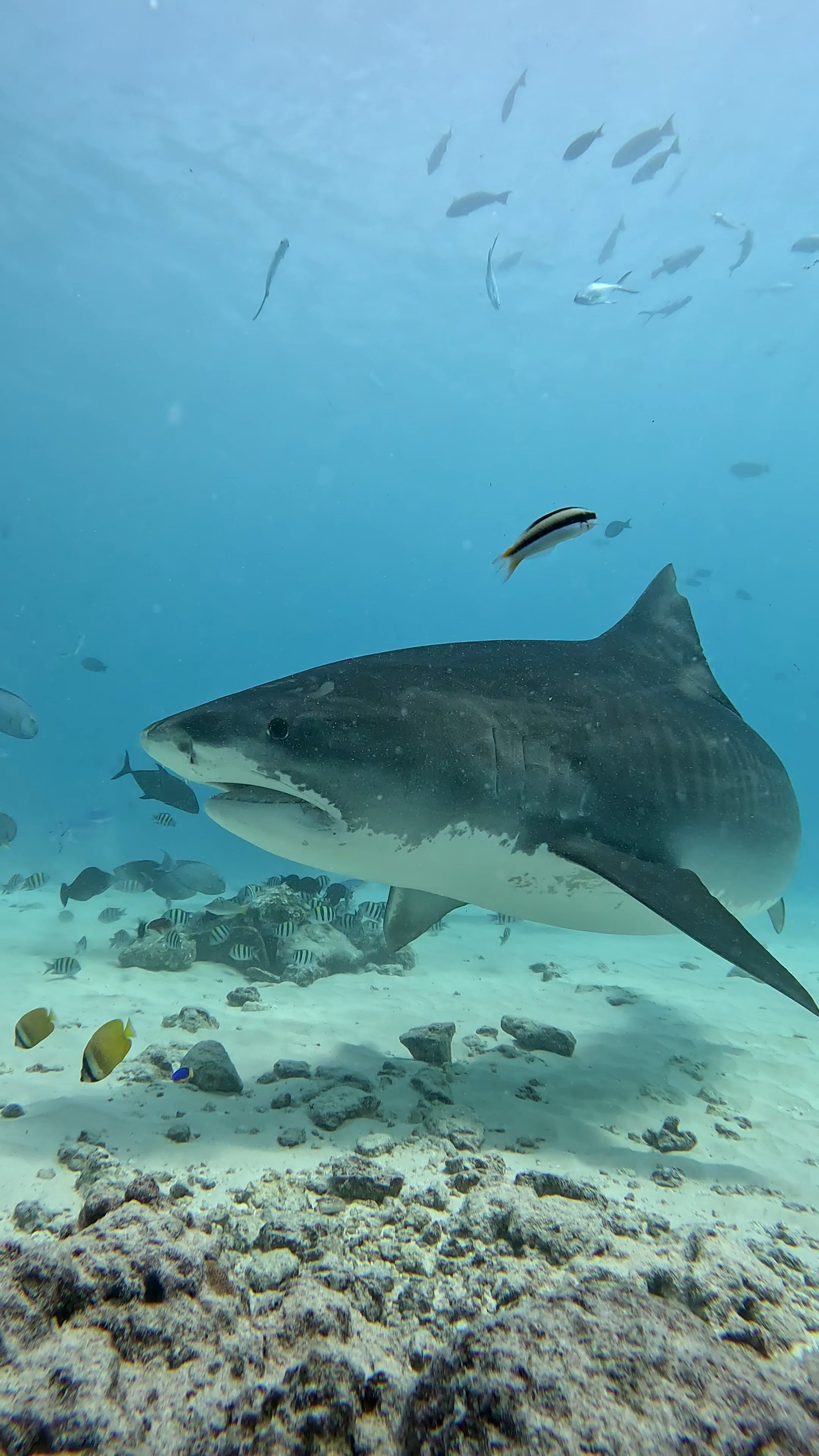 Fuvahmulah Scuba Club-官方