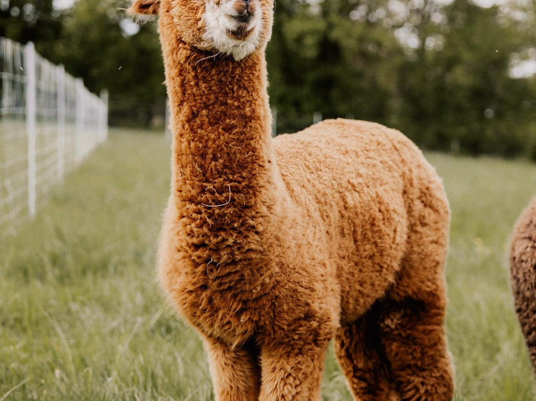 Bergtraum.Alpakas-克尔海姆必去景点