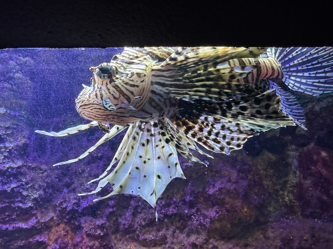 Aquarium-斯利维尼萨必去景点