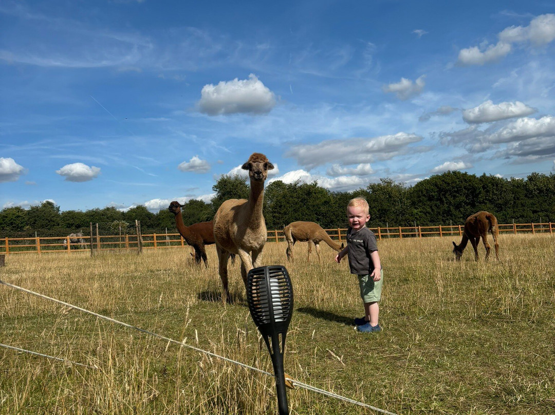 Tickhill Alpacas-Tickhill必去景点