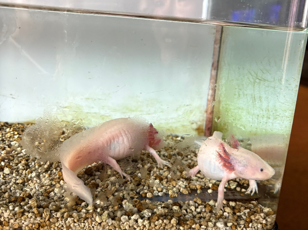 室兰市立水族馆-室兰市必去景点