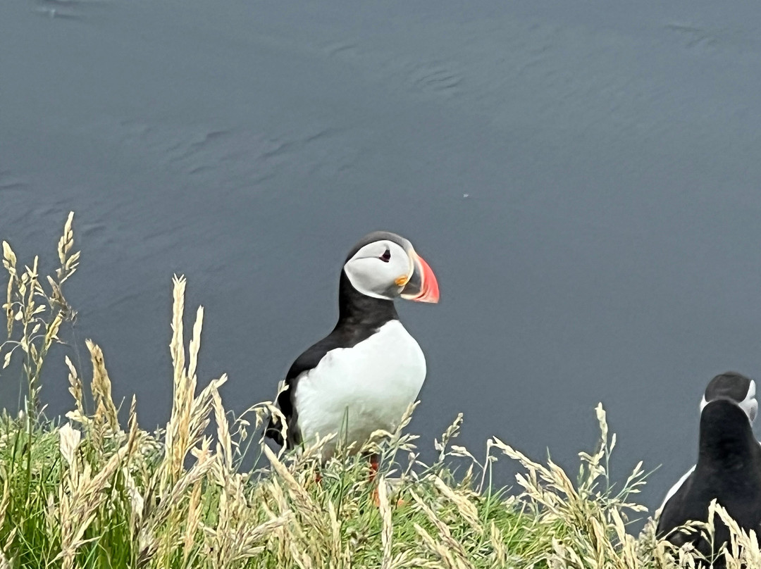 Ingólfshöfði Puffin Tour-史卡法特必去景点