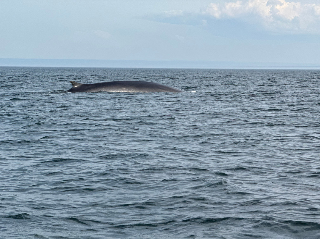 Croisières Essipit-Grandes-Bergeronnes必去景点