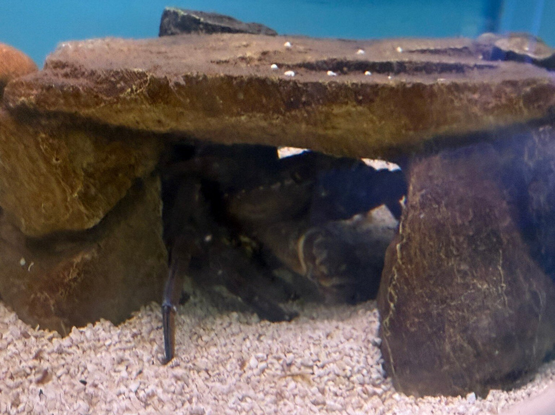 Lyme Regis Marine Aquarium-莱姆里杰斯必去景点