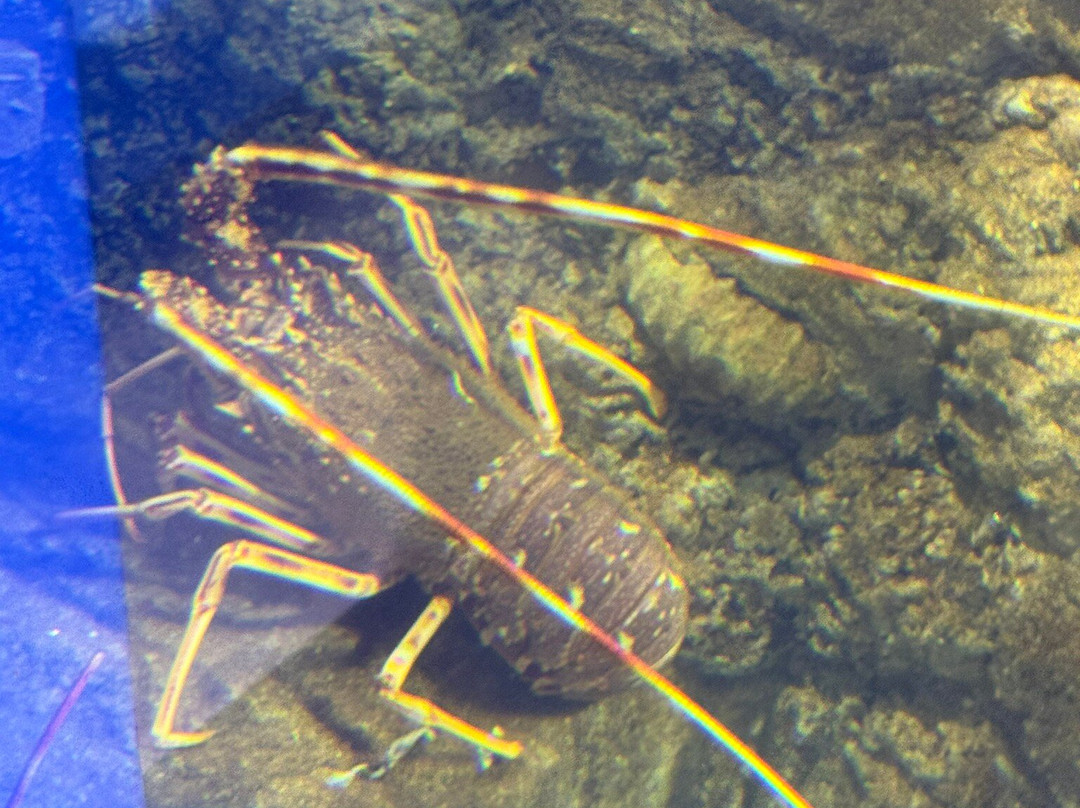 Lyme Regis Marine Aquarium-莱姆里杰斯必去景点