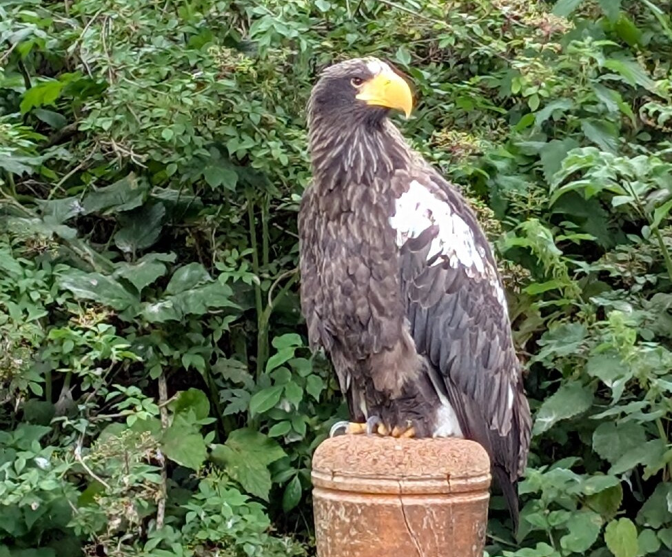 National Centre For Birds Of Prey-赫尔姆斯利必去景点