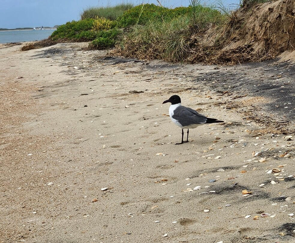 Shackleford Banks-Harkers Island必去景点
