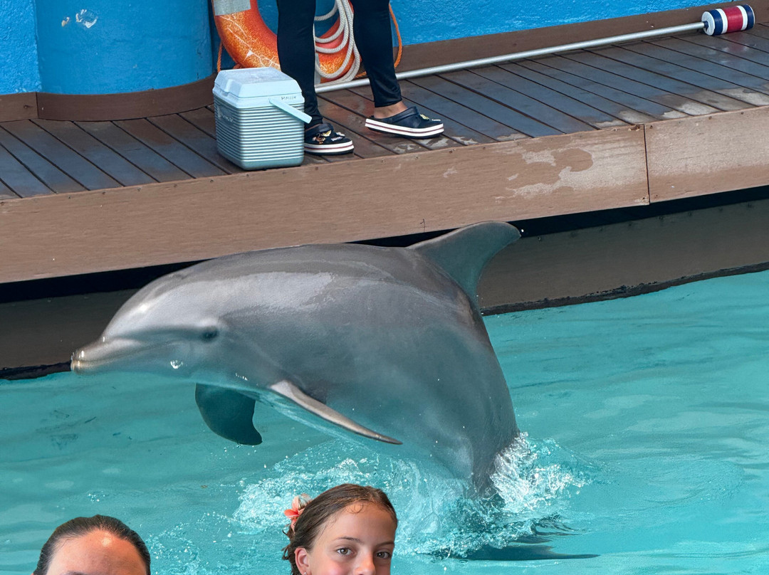 Delphinus Punta Cancun-坎昆必去景点