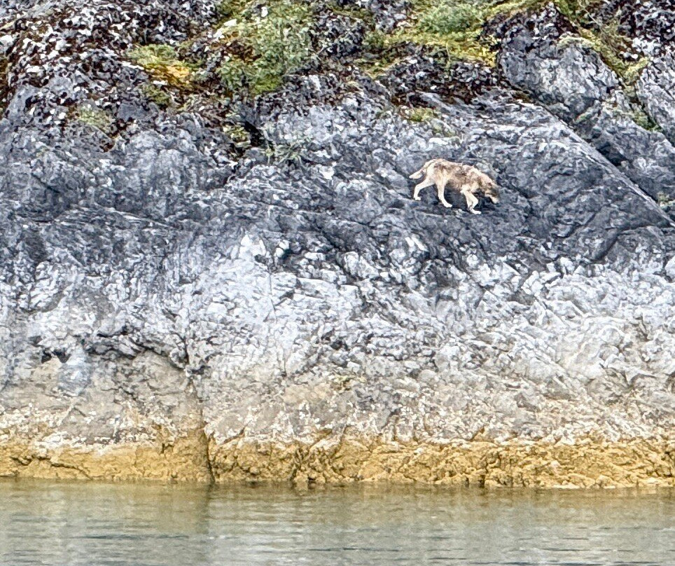 Glacier Bay Lodge & Tours-古斯塔夫斯必去景点