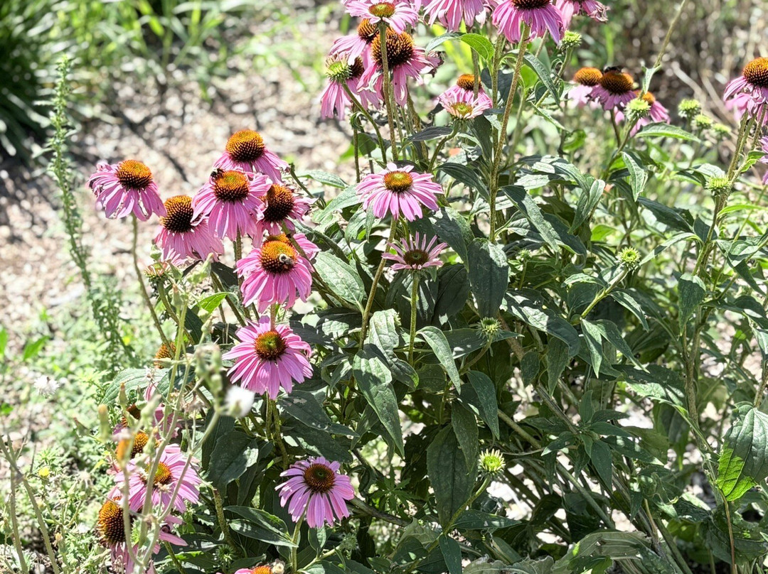 Lavender By the Bay-Calverton必去景点